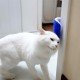 Cat It Pratik Kedi Tüyü Kaşıma Ve Tarama Aparatı Duvara Monte Kaşıma Aleti Cat It Pratik Kedi Tüyü Kaşıma Ve Tarama Aparatı Duvara Monte Kaşıma Aleti