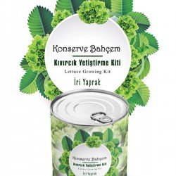 Konserve Bahçem Evde Konservede İri Yapraklı Kıvırcık Yetiştirme Kiti