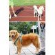 Reflektörlü Fosforlu Köpek Gezdirme Halatı Tasma Kayışı Metal Kancalı 130 cm 