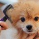 Otomatik Temizlenebilen Tuşlu Pratik Kedi Köpek Tüy Toplama Fırçası Otomatik Temizlenebilen Tuşlu Pratik Kedi Köpek Tüy Toplama Fırçası