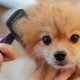 Otomatik Temizlenebilen Tuşlu Pratik Kedi Köpek Tüy Toplama Fırçası Otomatik Temizlenebilen Tuşlu Pratik Kedi Köpek Tüy Toplama Fırçası