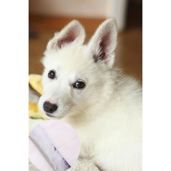 Parlak Metal Köpek Tarağı Renkli Pet Köpek Pire Tımar Tarağı Köpek Tüyü Tarama Parlak Metal Köpek Tarağı Renkli Pet Köpek Pire Tımar Tarağı Köpek Tüyü Tarama