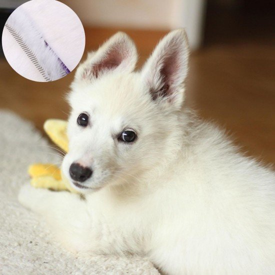 Parlak Metal Köpek Tarağı Renkli Pet Köpek Pire Tımar Tarağı Köpek Tüyü Tarama Parlak Metal Köpek Tarağı Renkli Pet Köpek Pire Tımar Tarağı Köpek Tüyü Tarama