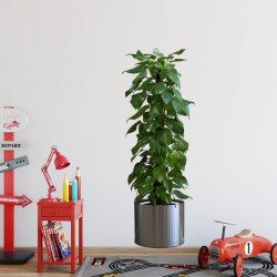 Saksılı Bitki Tasarımlı Yapışkanlı Sticker Resim 90*30 cm MC-665 Saksılı Bitki Tasarımlı Yapışkanlı Sticker Resim 90*30 cm MC-665