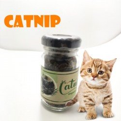 Catnip Doğal Kedi Otu - Kedi Nanesi